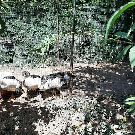 アパートホテル Everest オルデニズ