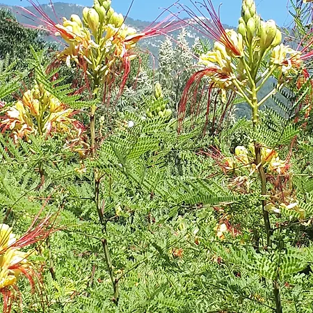 Everest 4* Oludeniz